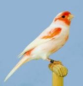 Kanarie rood mozaiek